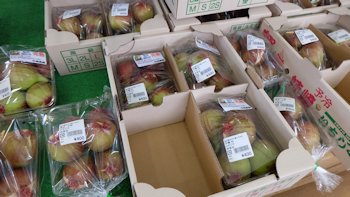 市原市の果物　梨（７月中旬～１０月中旬）