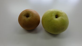 市原市の果物　梨（７月中旬～１０月中旬）