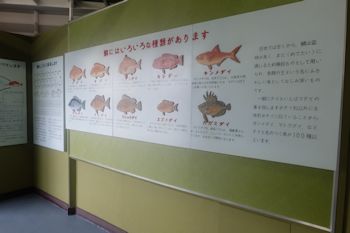 鯛の浦_博物館