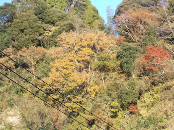 養老渓谷ハイキングコースのバンガロー村・弘文洞跡ルート