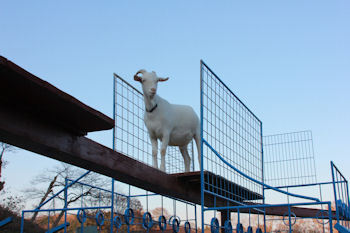 東京ドイツ村 イルミネーションの前に