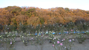 東京ドイツ村 イルミネーションの前に