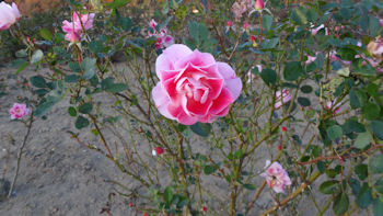 東京ドイツ村 イルミネーションの前に