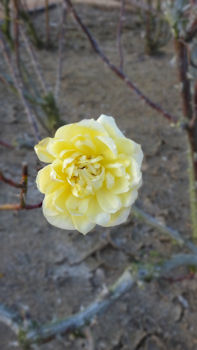 東京ドイツ村 イルミネーションの前に