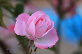 東京ドイツ村 イルミネーションの前に