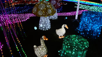 東京ドイツ村 イルミネーション