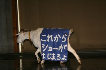 マザー牧場 動物