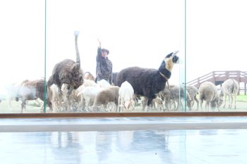 マザー牧場 雨でも動物たちが集合