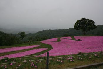 マザー牧場の初夏の花