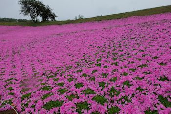 マザー牧場の初夏の花