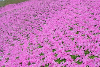 マザー牧場の初夏の花