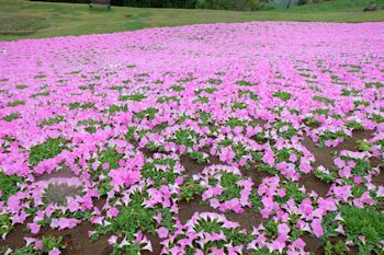 マザー牧場の初夏の花