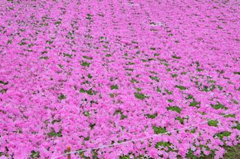 マザー牧場の初夏の花