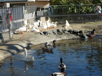 養老渓谷の紅葉と温泉の旅へレンタカーで出発