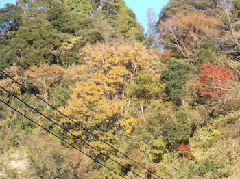 養老渓谷ハイキングコースのバンガロー村・弘文洞跡ルート