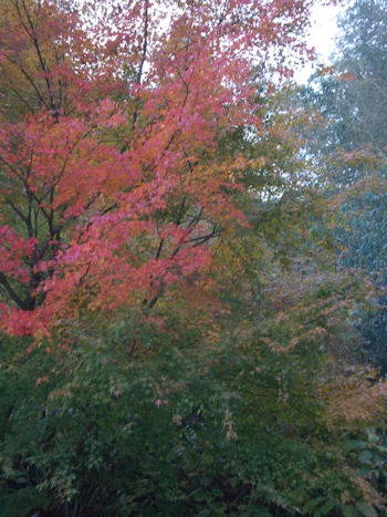 養老渓谷,粟又の滝,あわまたのたき,紅葉