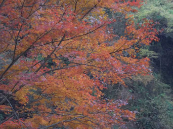 養老渓谷,粟又の滝,あわまたのたき,紅葉