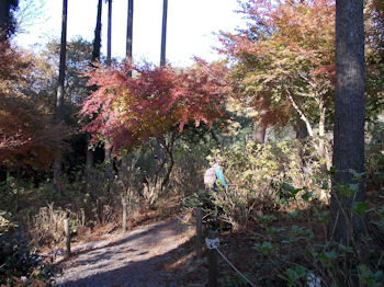 養老渓谷,紅葉,ハイキング