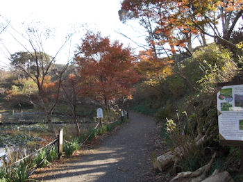 養老渓谷,紅葉,ハイキング