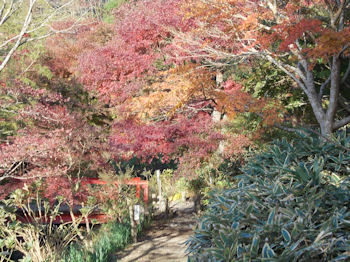 養老渓谷,紅葉