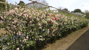 くらしの植物園