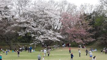 佐倉城址公園