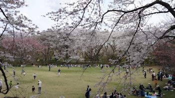 佐倉城址公園