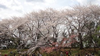 佐倉城址公園