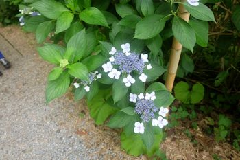 花野辺の里