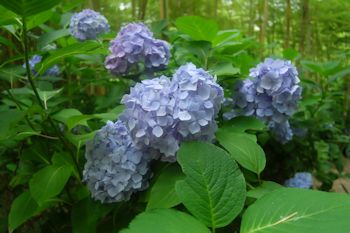 花野辺の里