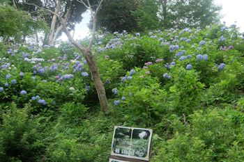 花野辺の里